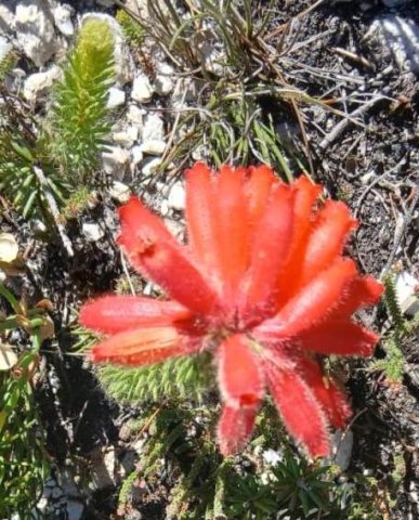 Erica cerinthoides phased flowering